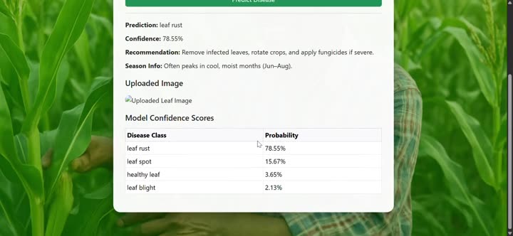 Maize leaf disease app showing a diagnosis